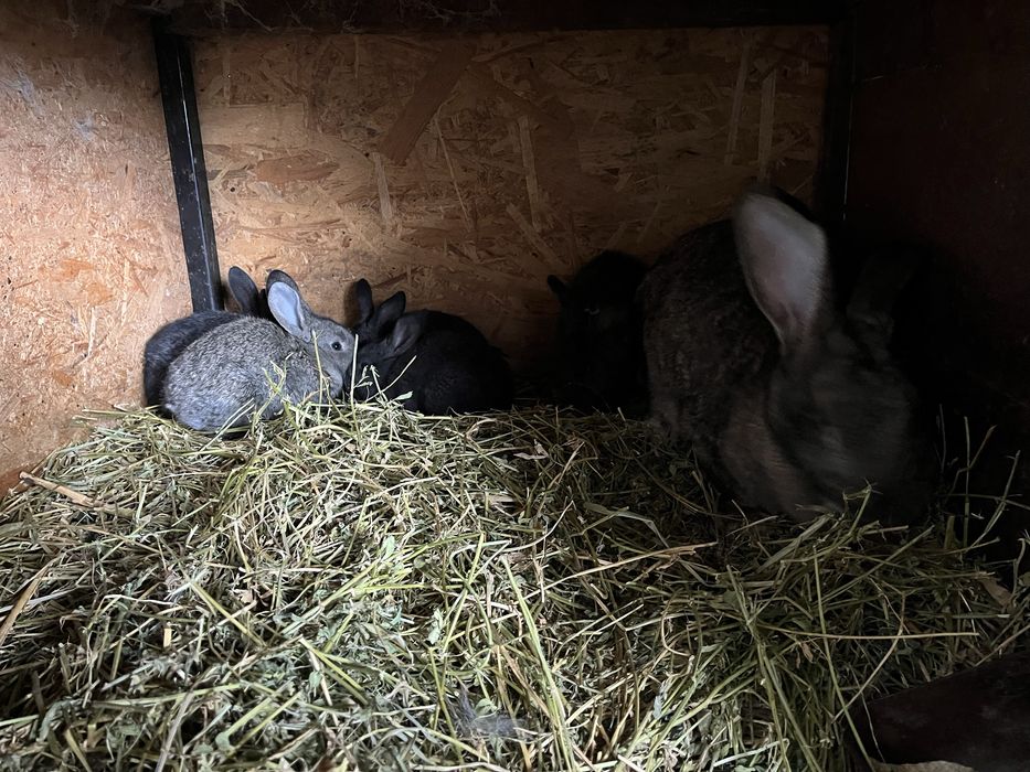 Femela urias german cu pui