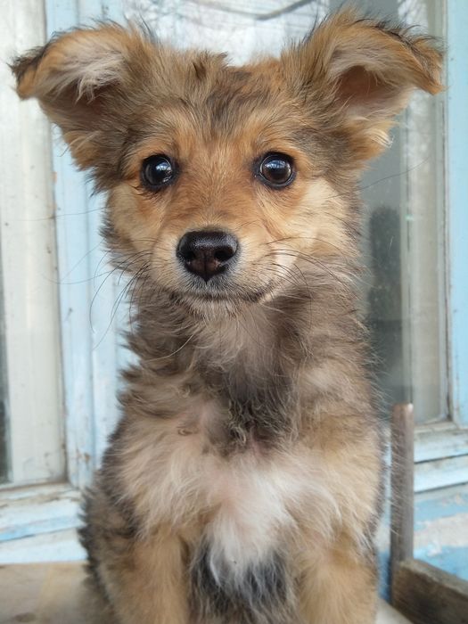 Отдам в заботливые руки щенков