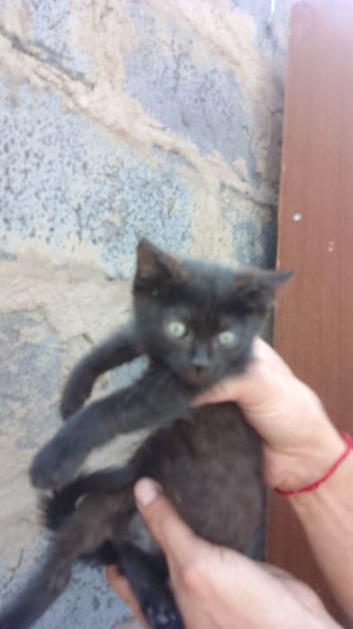 Отдам бесплатно котят