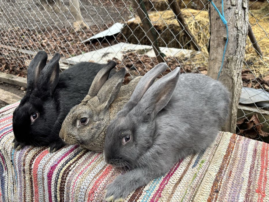 Iepuri hycole francez!