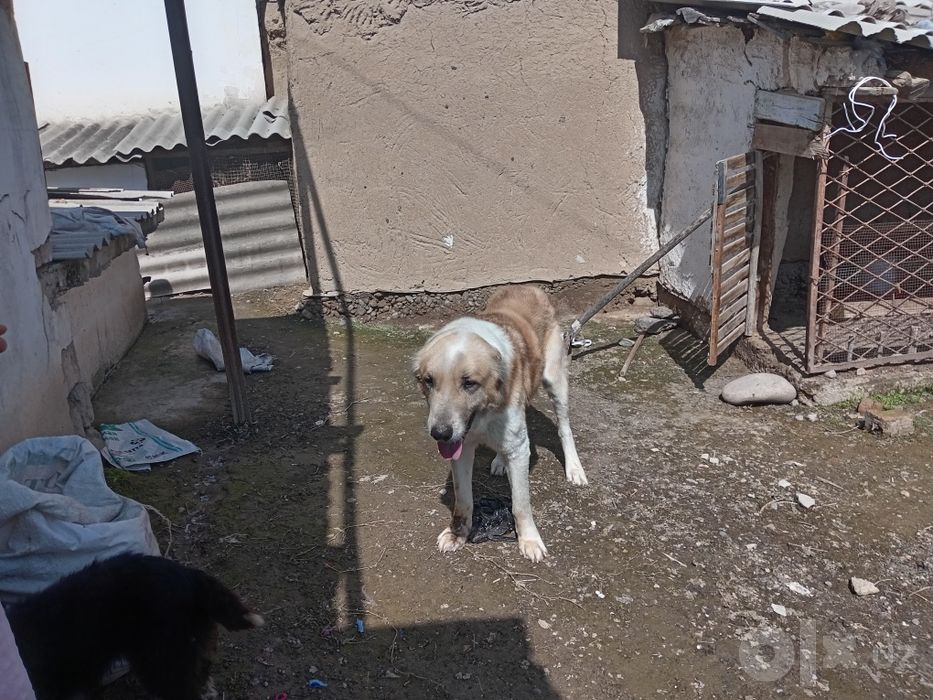 It sotiladi narxni kelishamiz