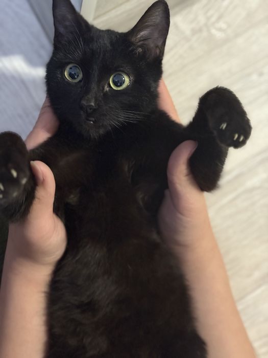 Котенок. В добрые руки.