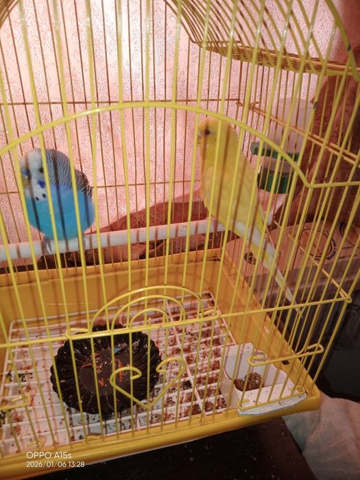 Продам попугаев девачка мальчик
