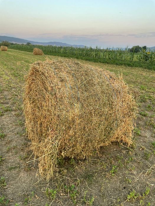Vând baloți  lucernă și otavă