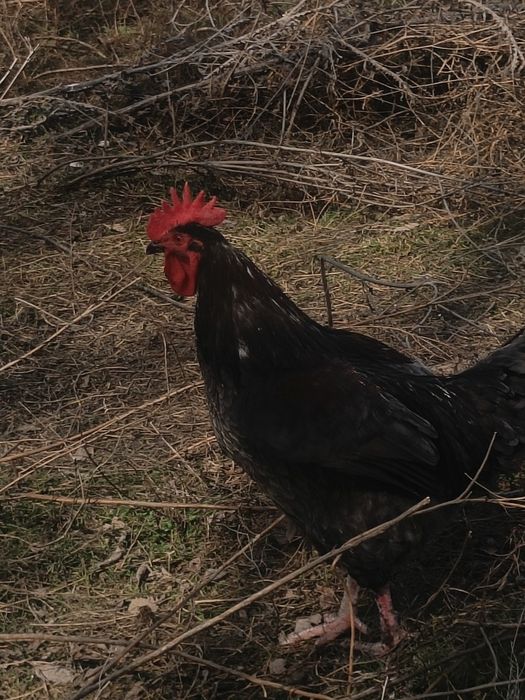 Продам домашних петушков возраст около года,