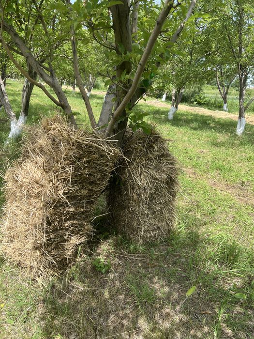 Продам сена садовое