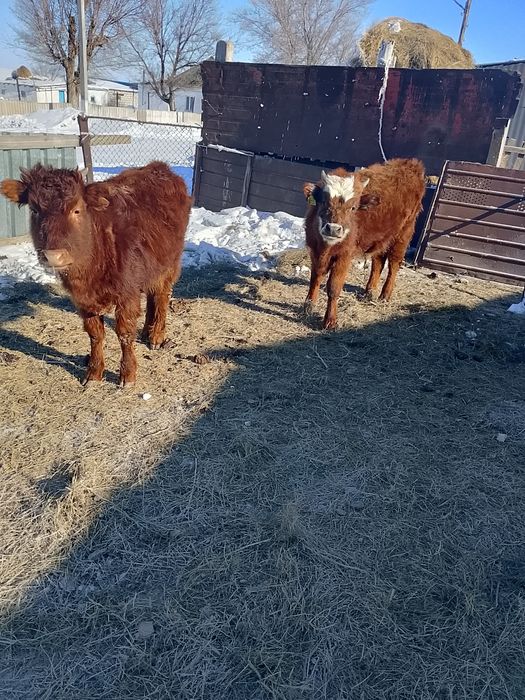 Еркек баспақ  250000