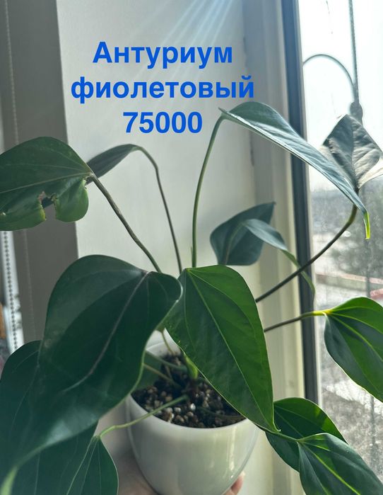 Антуриум фиолетовый, Фикус, Драцена, Замиокулькас, Спатифиллум беллини