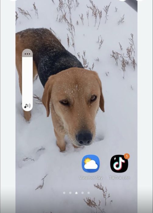 Пропала собака по кличке Линда