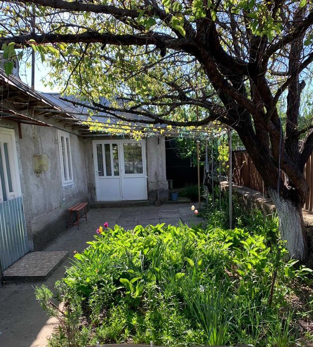 Casă + 6000 mp teren Măcin,Tulcea | Vie pe rod +Livada + proiect D+P+1 | Gaze