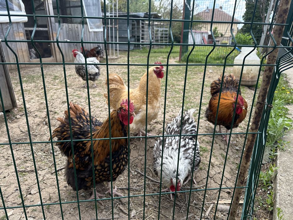 Свободни петли Орпинктон