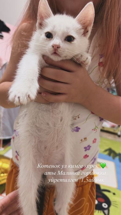 Отдам котенка мальчики