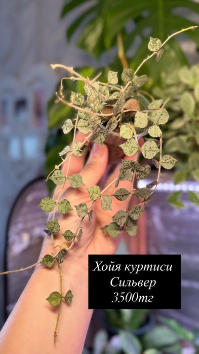 Комнатные цветы пррдам