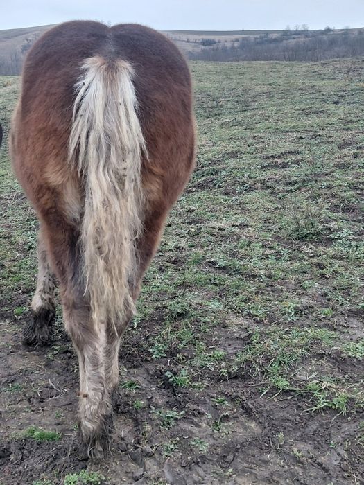 Manz greu din părinți de excepție