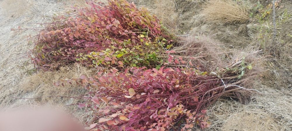 Mevali manzarali koʻchatlar