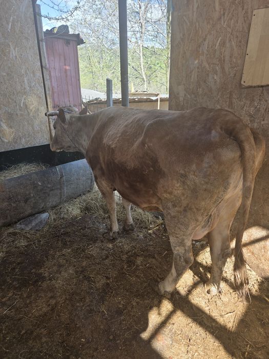 Vaca de vanzare  de 4 vitei
