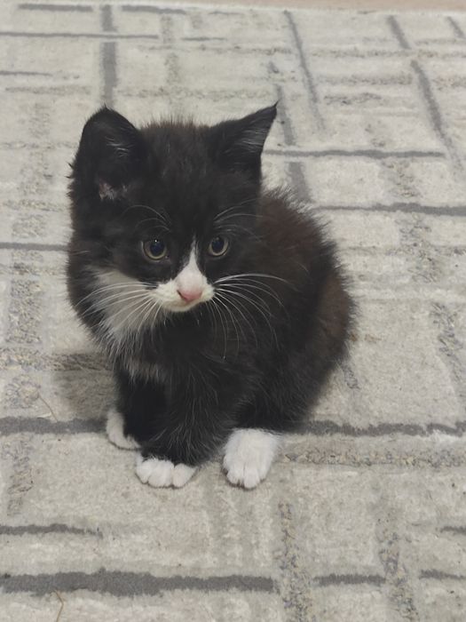 srochna mushuk beriladi. qizbola, 2+ oylik