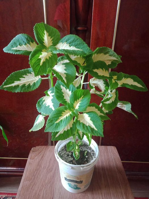 Колеус три вида  по 1000 тенге