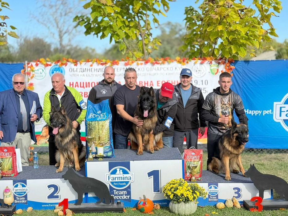 Ciobanesc German par lung