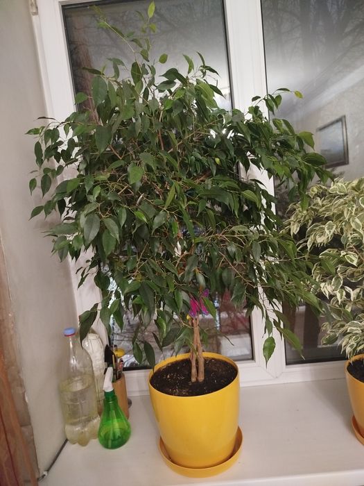 Фикус комнатный.