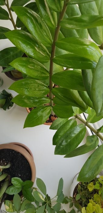 Замиокулькас,продам