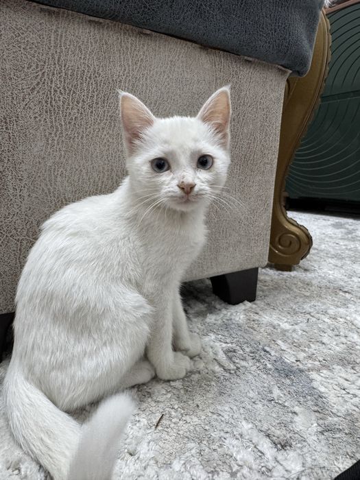 Продается котенок 2 месяца