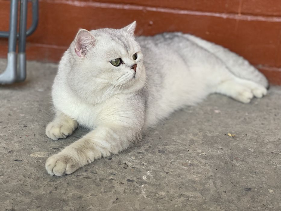 Вязкага тоза кон Шиншилла