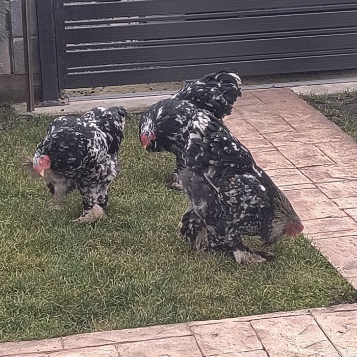 Cocoși brahma bombat