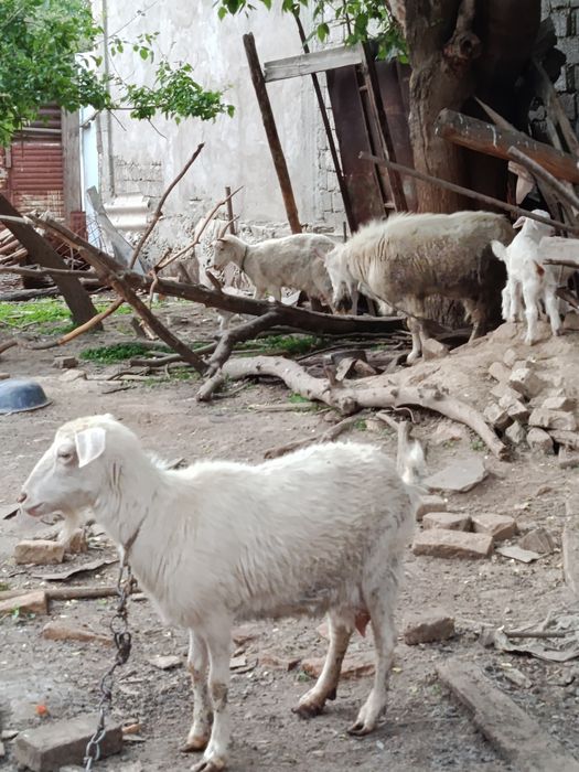 Продаются молодые козочки с мамой вместе кто хочет серьёзно купить