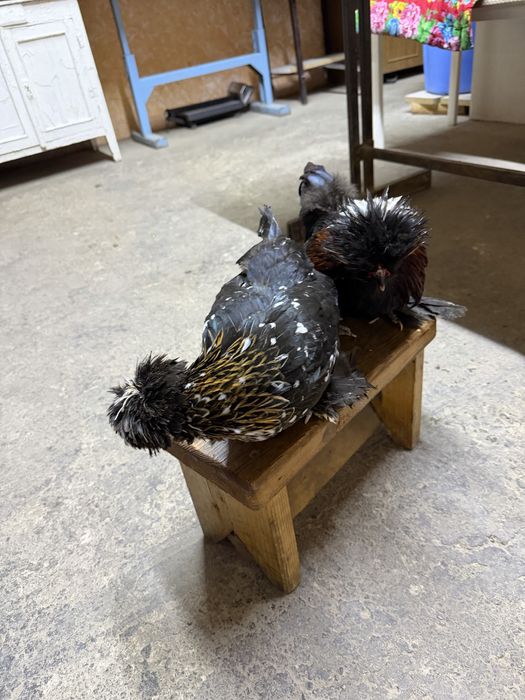 Султанка пара несутся