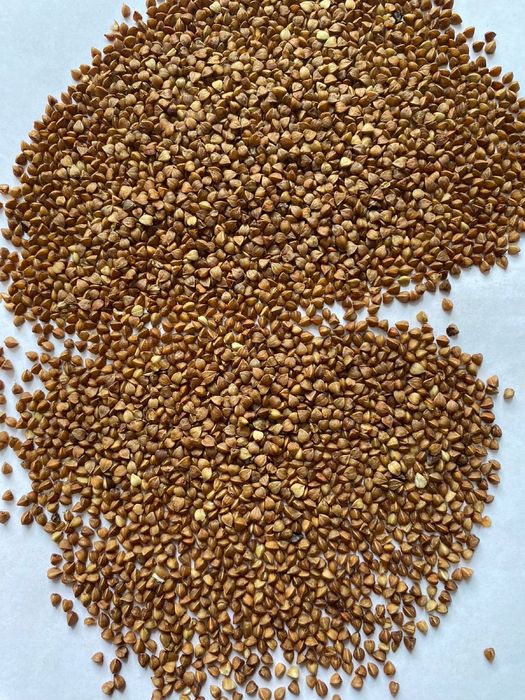 Продам гречневую крупу оптом.