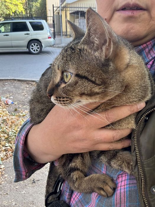 Котята бесплатно