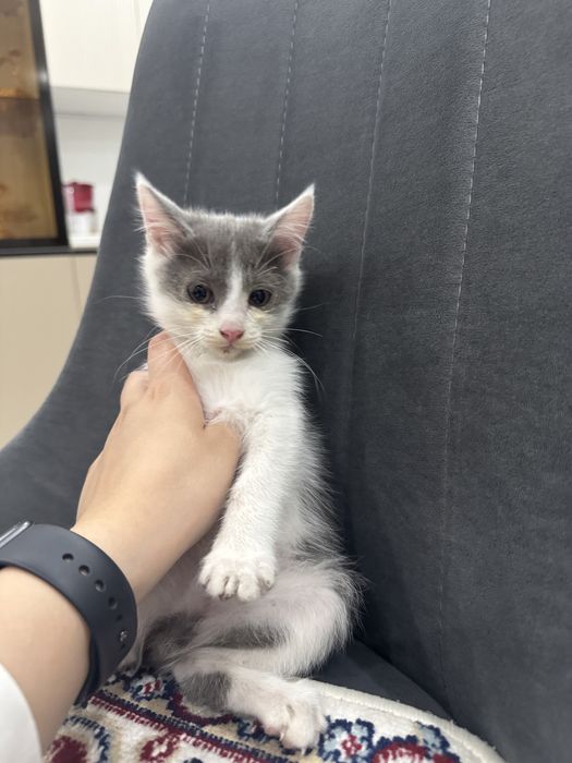 Отдам котят в добрые руки