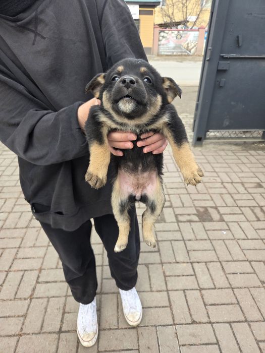 Отдам щенят в добрые руки