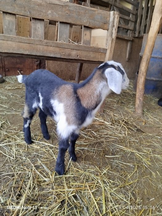 Англонубиский теке лак