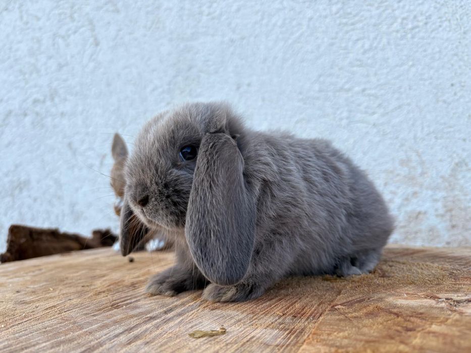 Iepuri pitici de companie mini lop /berbec pitic