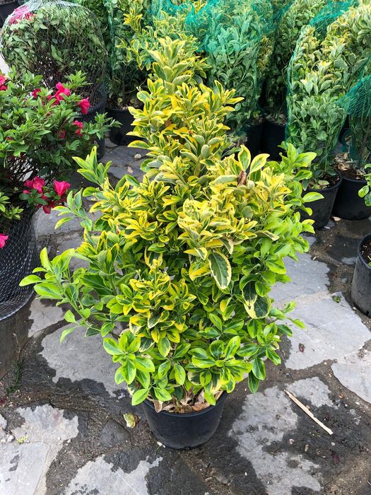 Prunus laurocerasus  și evonimus