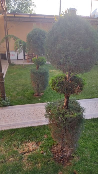 Archa kesish VA parvarish qilish