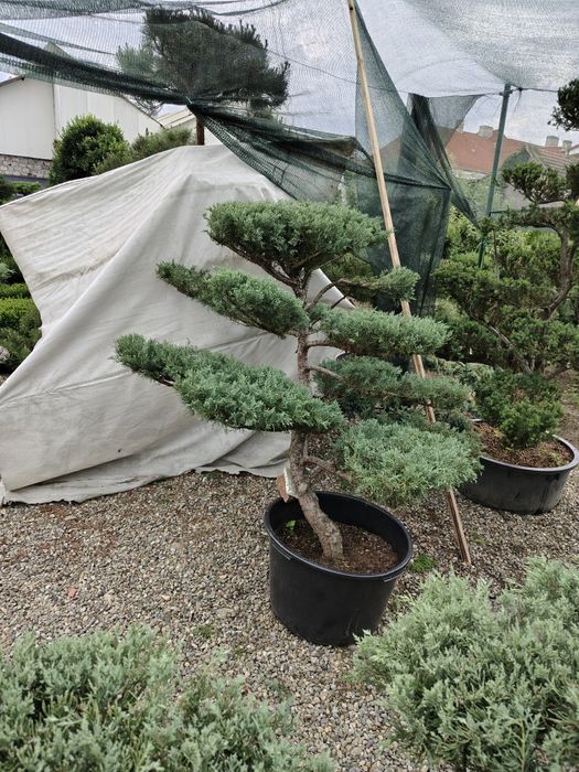 Bonsai de gradina Ienupăr gri-albastrui (Iuniperus Pfitzeriana glauca)
