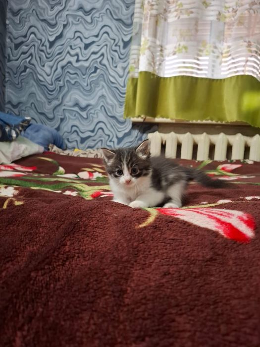 Отдам котят бесплатно