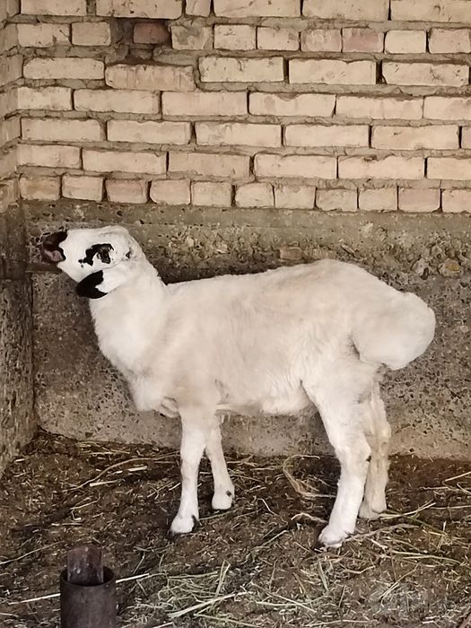 Коракулок кучкорча сотилади