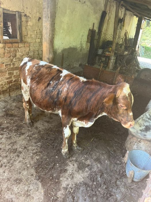 Продам 2 породистых бычка