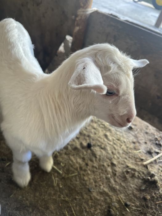 Лақ екеу ақ жетім