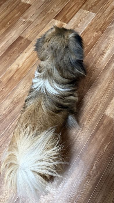 Пекинес для вязки