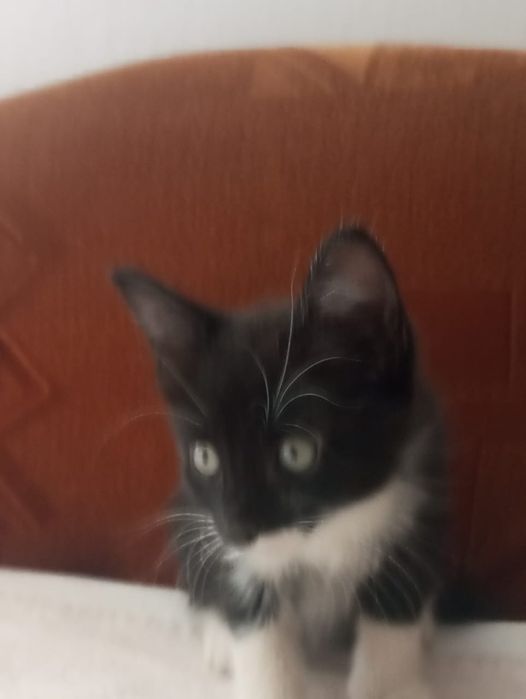 Котята два месяца