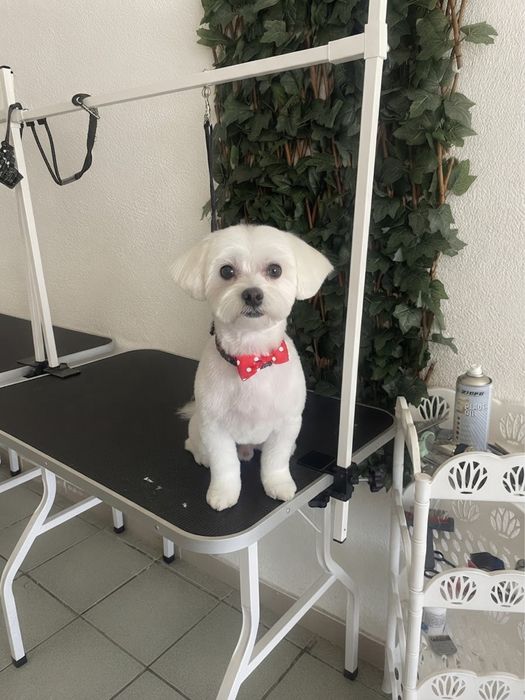 Frizerie canină Lumea lui Avy - Tuns și cosmetică profesională Craiova