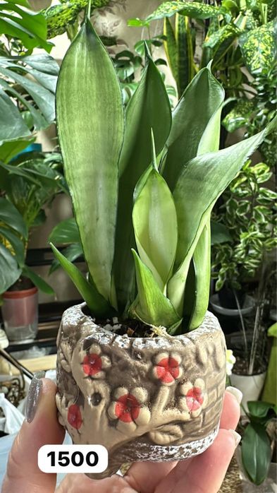 Комнатные растения