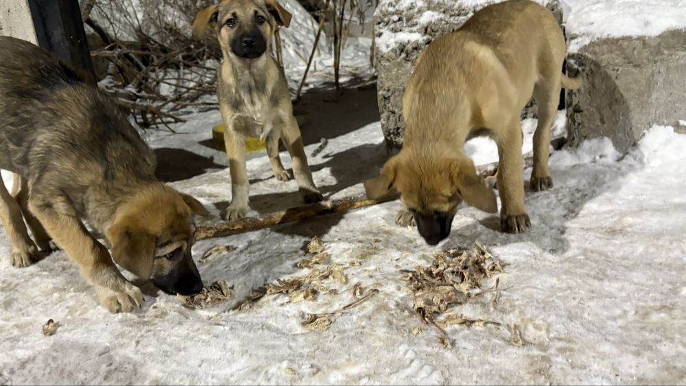 Три девочки родились на улице