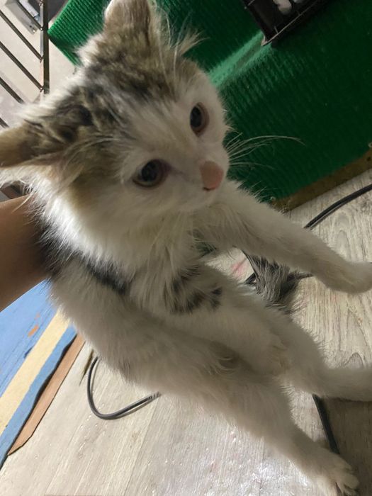 Котенок Мейн кун