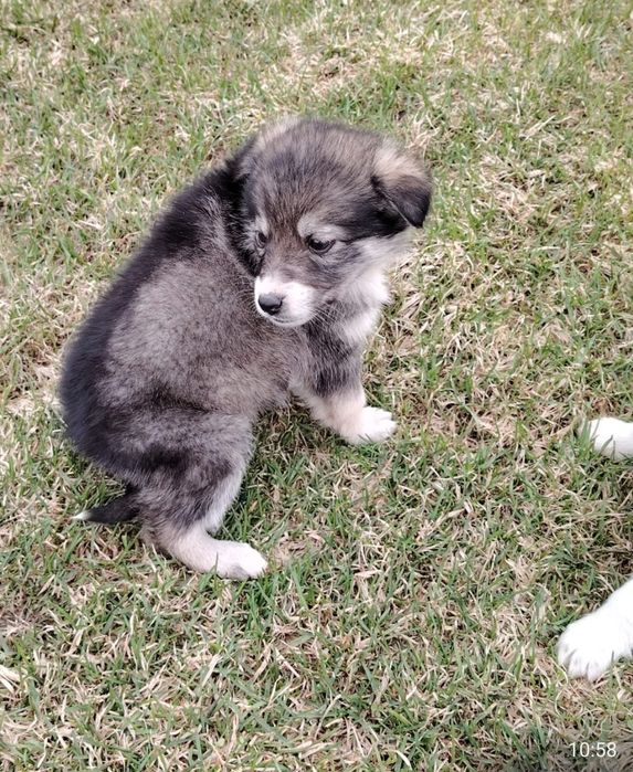 Отдам щенков 2 месяца